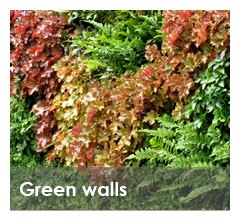 sri lanka green wall vertical garden